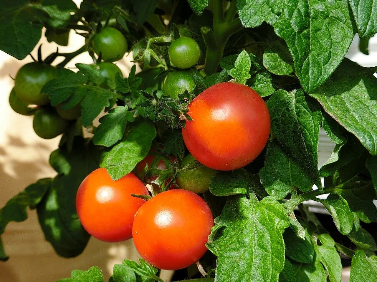 LED pflanzenlampe anzucht grow gewächshaus vollspektrum pflanzenlicht tomaten 