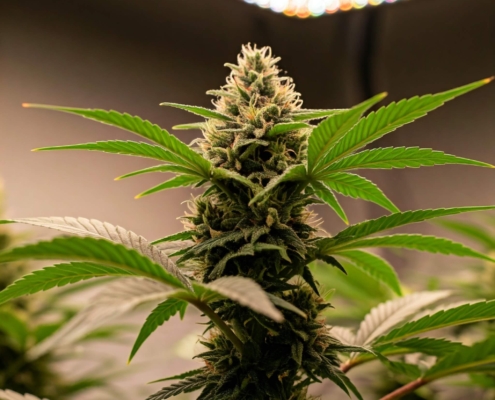 Cannabis Anbau mit Grow LED-Pflanzenlampen