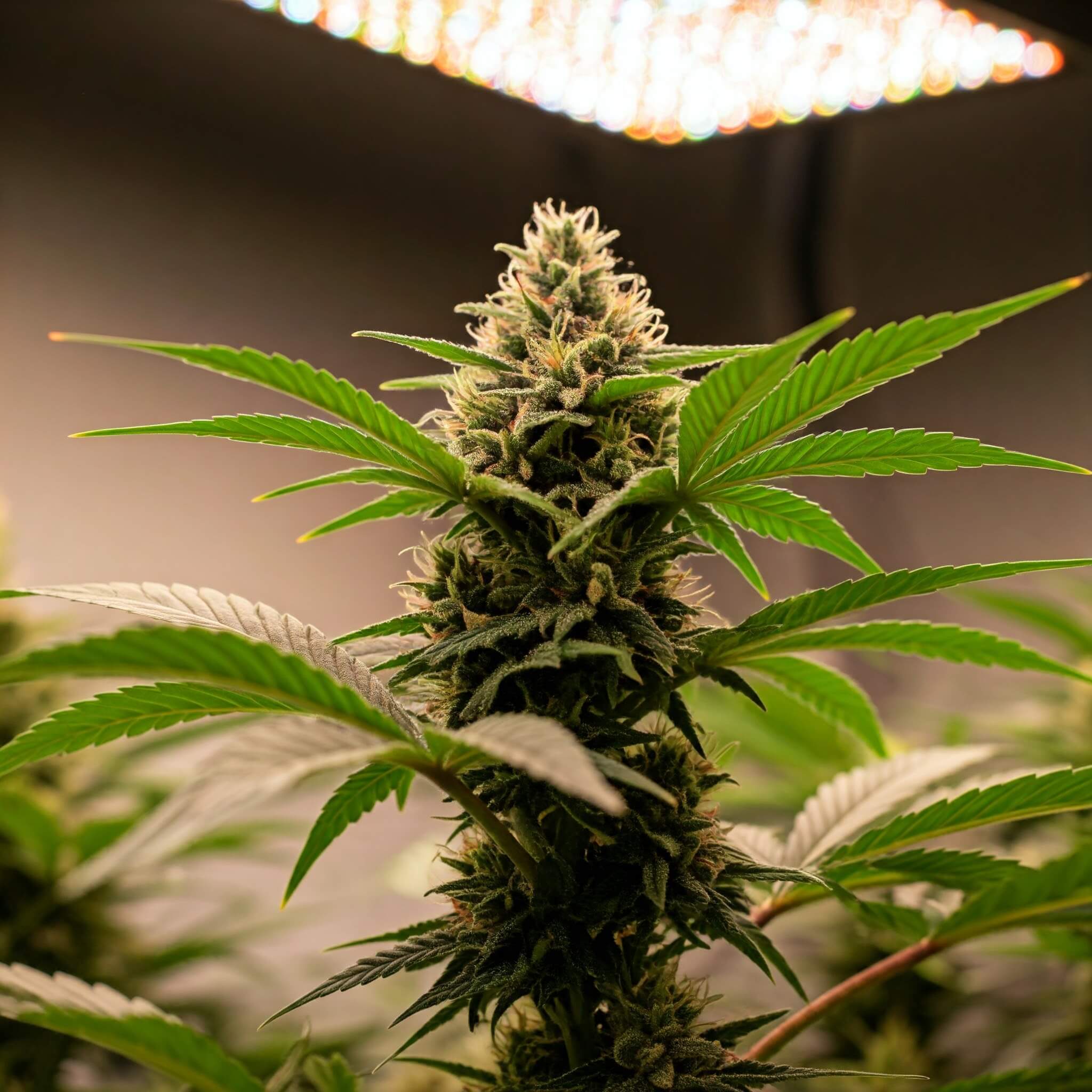 Cannabis Anbau mit Grow LED-Pflanzenlampen