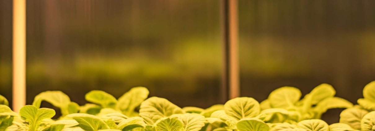 LED-Pflanzenbeleuchtung im Gartenhaus